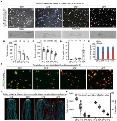 Endophytic extract Zhinengcong alleviates heat stress-induced reproductive defect in Solanum lycopersicum